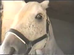 A woman is massaging a horse between her legs.